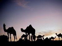 Pushkar Camel Fair (India)